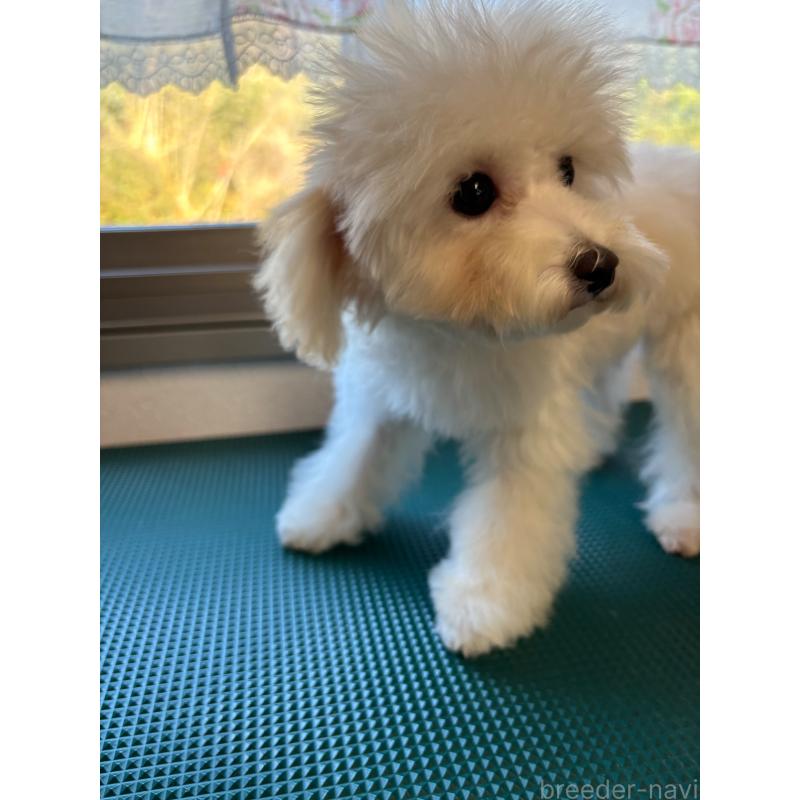 販売中の大分県のトイプードル-408800の2枚目