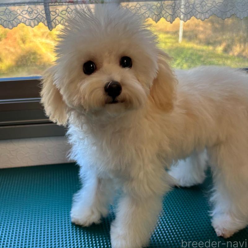 販売中の大分県のトイプードル-408800