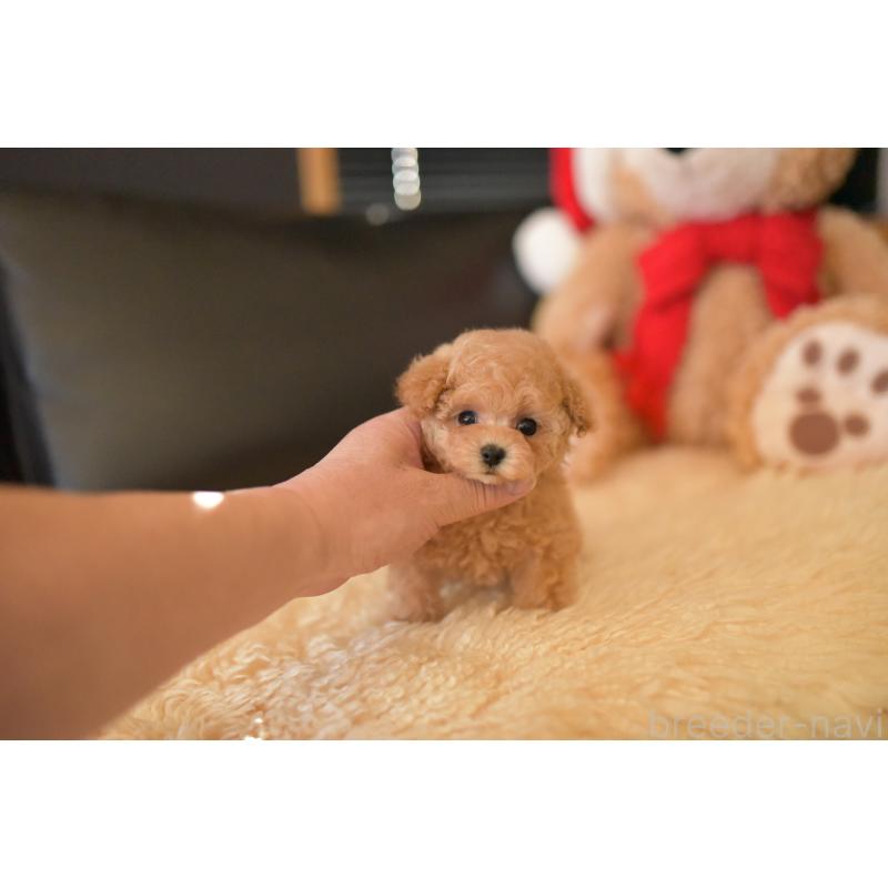 販売中の茨城県のティーカッププードル-432020の5枚目