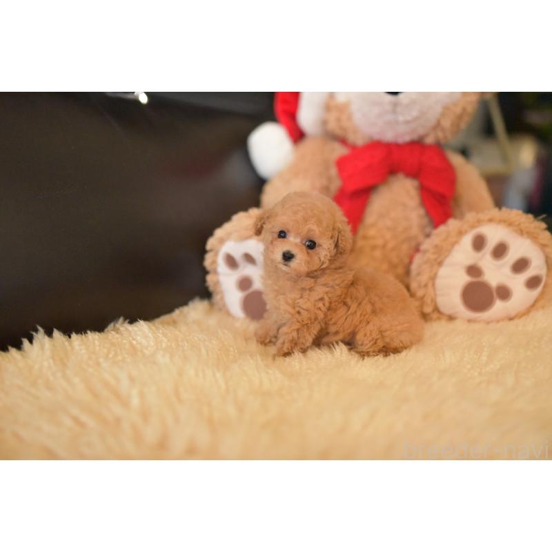 販売中の茨城県のティーカッププードル-432020の4枚目