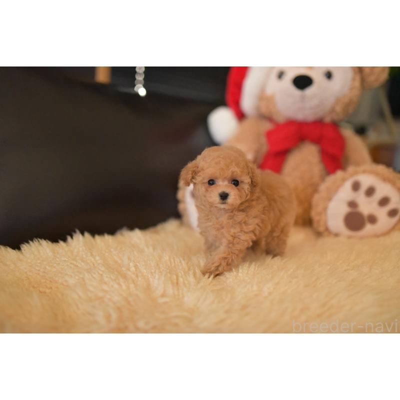 販売中の茨城県のティーカッププードル-432020の3枚目