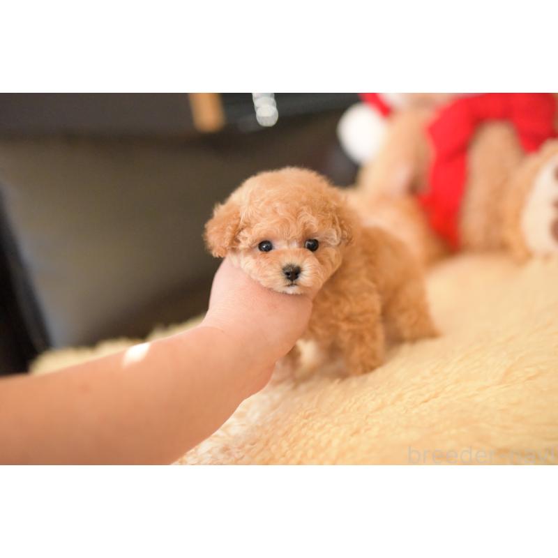 販売中の茨城県のティーカッププードル-432020の2枚目