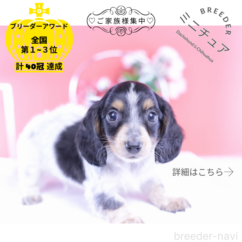 販売中の愛知県のミニチュアダックスフンド(ロングヘアード)-429080