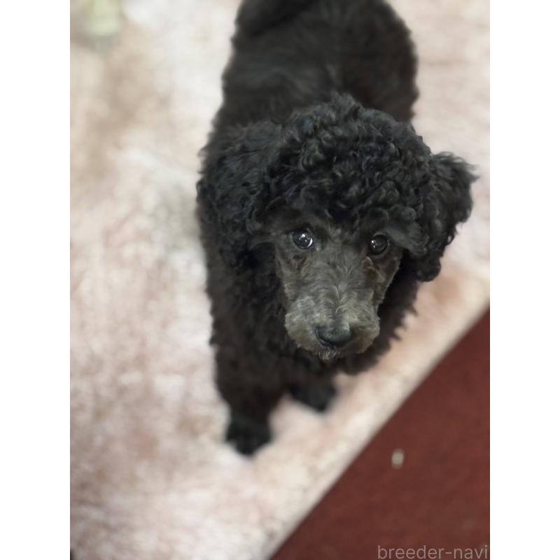販売中の福岡県のスタンダードプードル-432007の2枚目