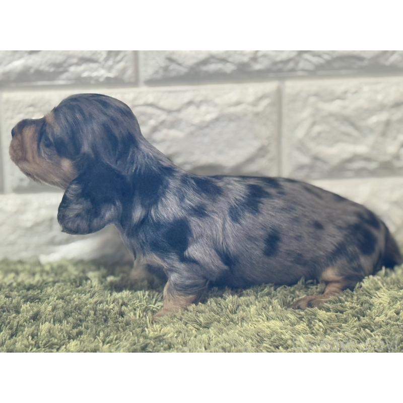 販売中の埼玉県のミニチュアダックスフンド(ロングヘアード)-432023の4枚目