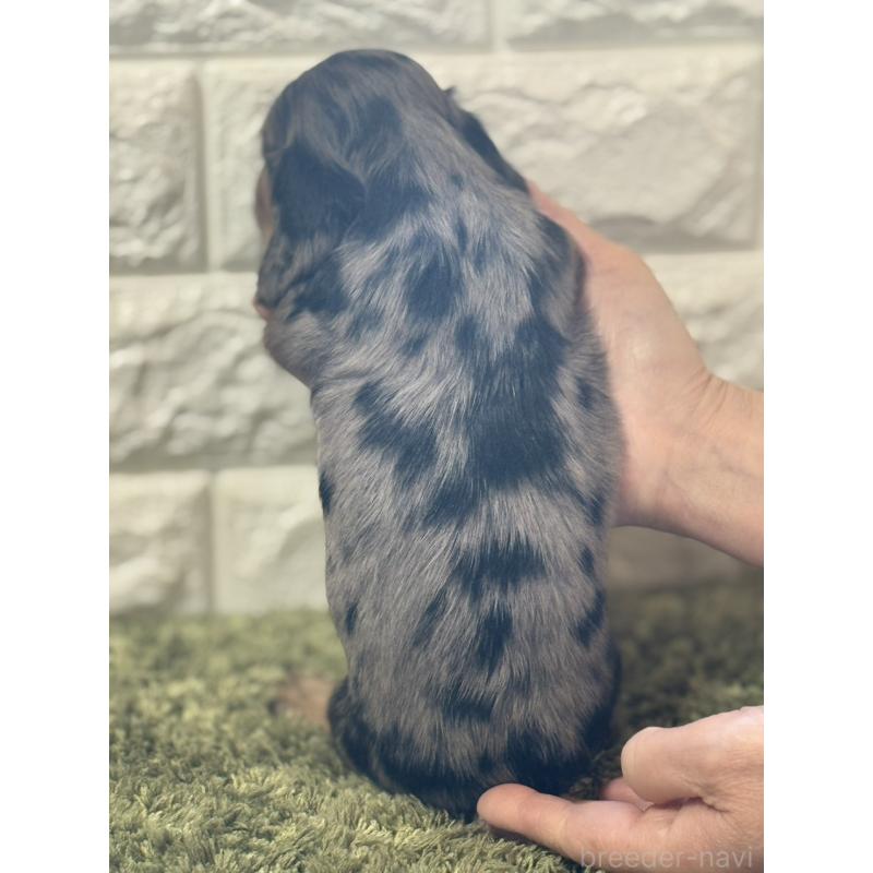 販売中の埼玉県のミニチュアダックスフンド(ロングヘアード)-432023の3枚目