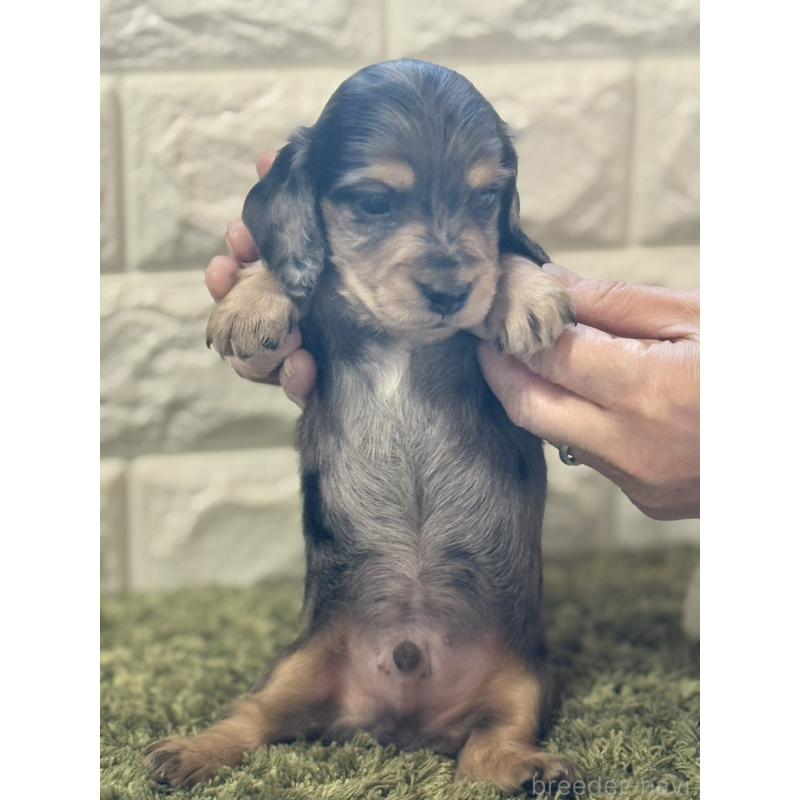 販売中の埼玉県のミニチュアダックスフンド(ロングヘアード)-432023の2枚目