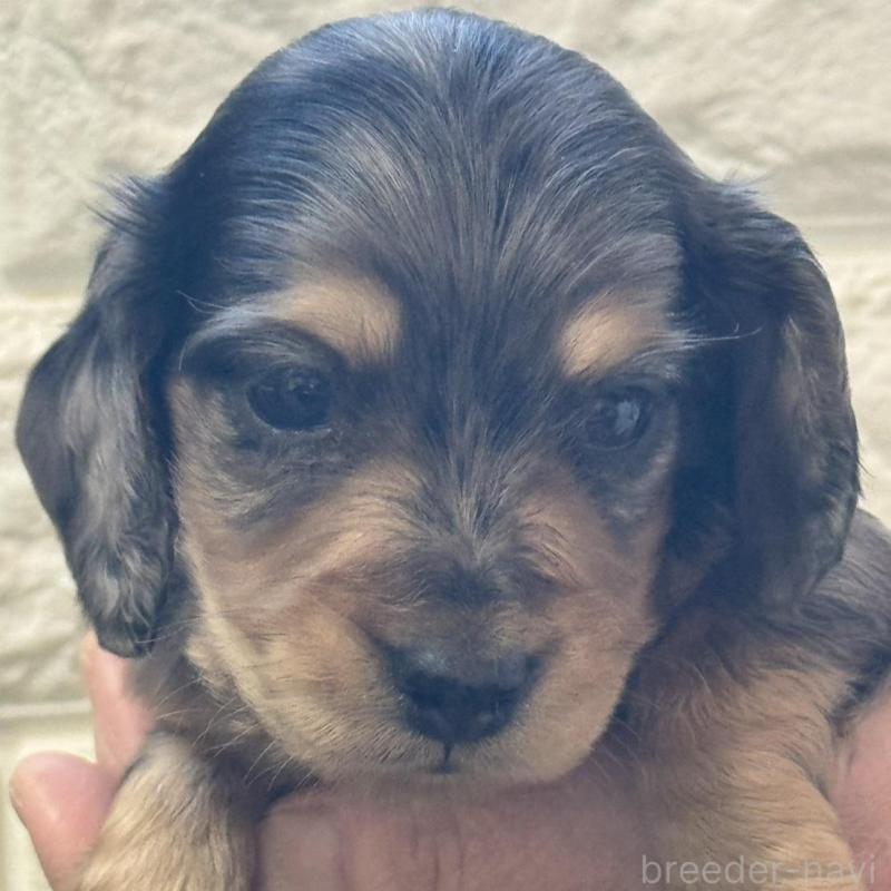 販売中の埼玉県のミニチュアダックスフンド(ロングヘアード)-432023