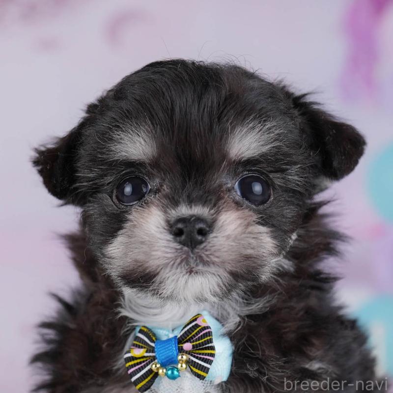 販売中の神奈川県のチワマル:チワワ×マルチーズ-432025