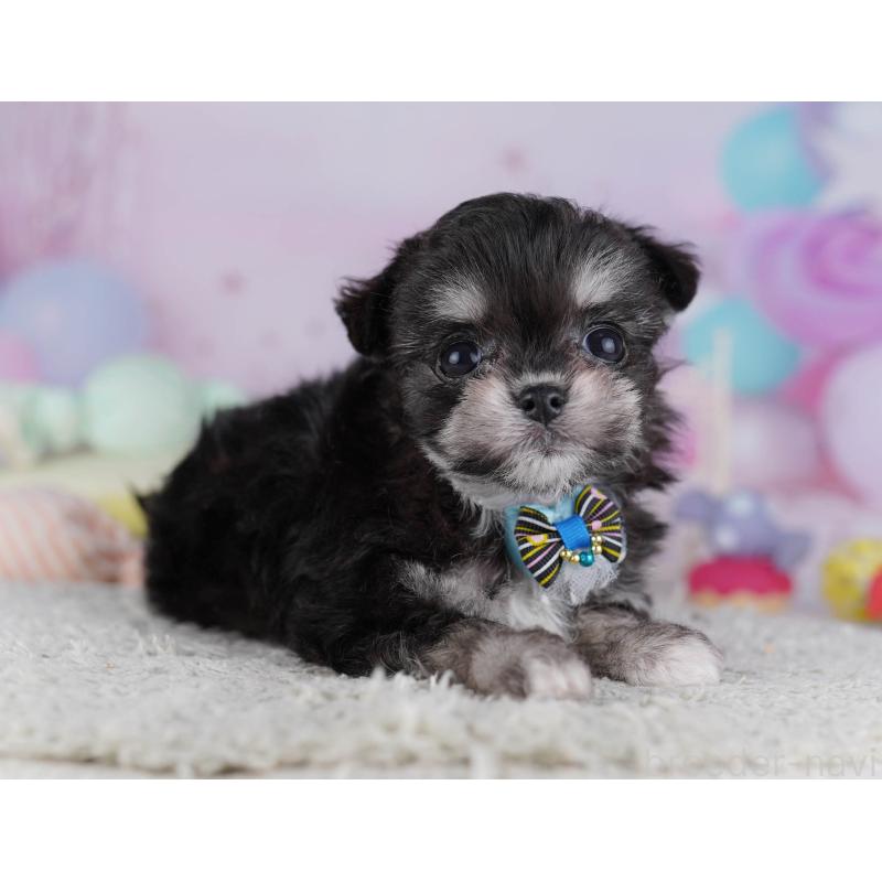 販売中の神奈川県のチワマル:チワワ×マルチーズ-432025の14枚目