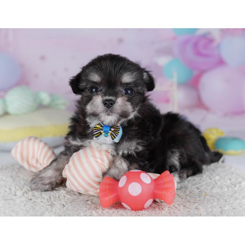 販売中の神奈川県のチワマル:チワワ×マルチーズ-432025の13枚目