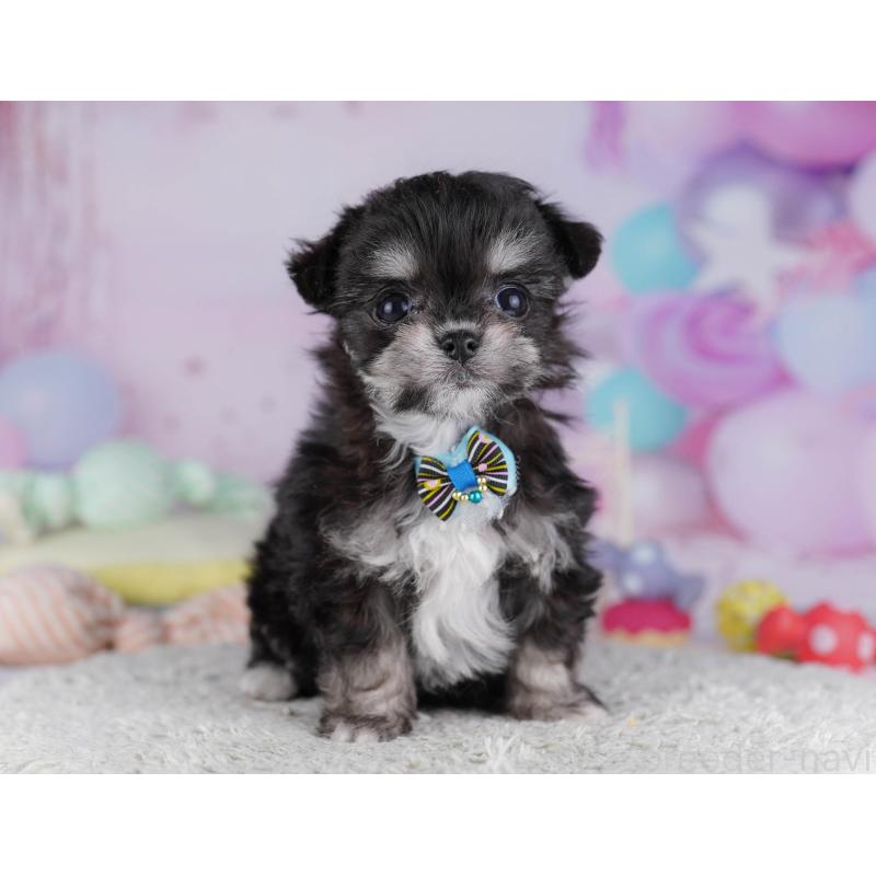 販売中の神奈川県のチワマル:チワワ×マルチーズ-432025の12枚目