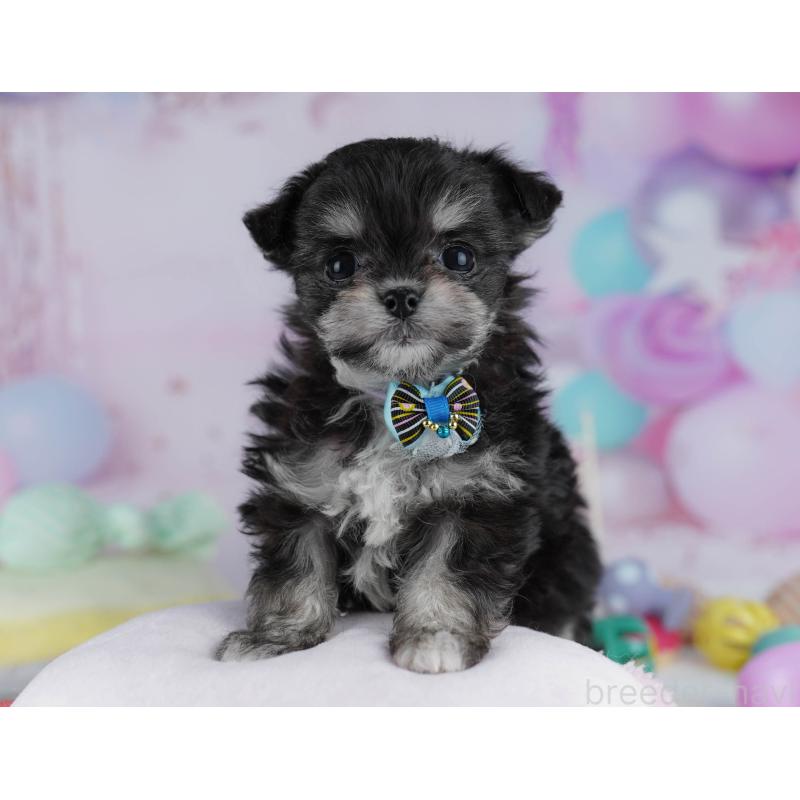 販売中の神奈川県のチワマル:チワワ×マルチーズ-432025の11枚目