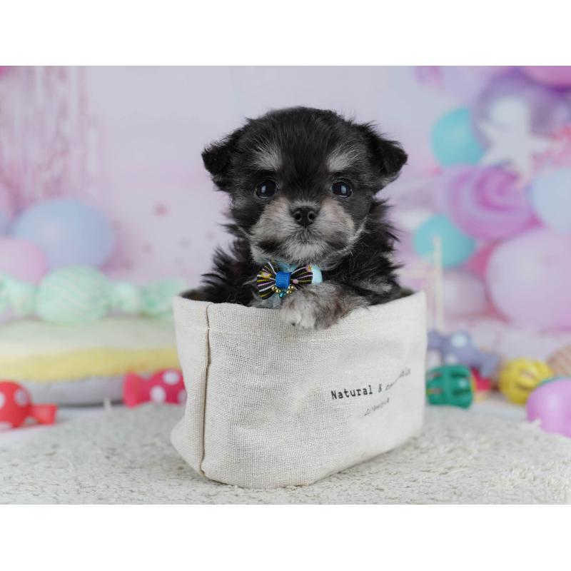 販売中の神奈川県のチワマル:チワワ×マルチーズ-432025の10枚目