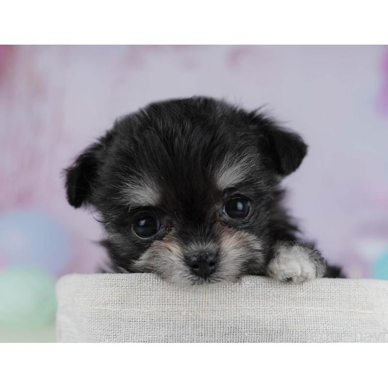 販売中の神奈川県のチワマル:チワワ×マルチーズ-432025の9枚目