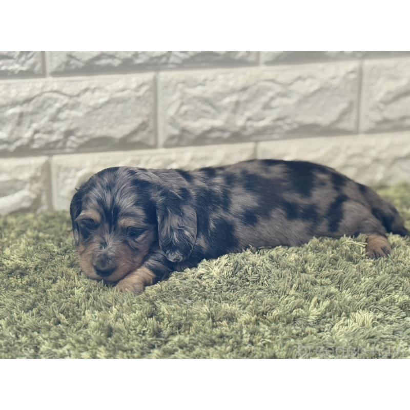 販売中の埼玉県のミニチュアダックスフンド(ロングヘアード)-432024の4枚目