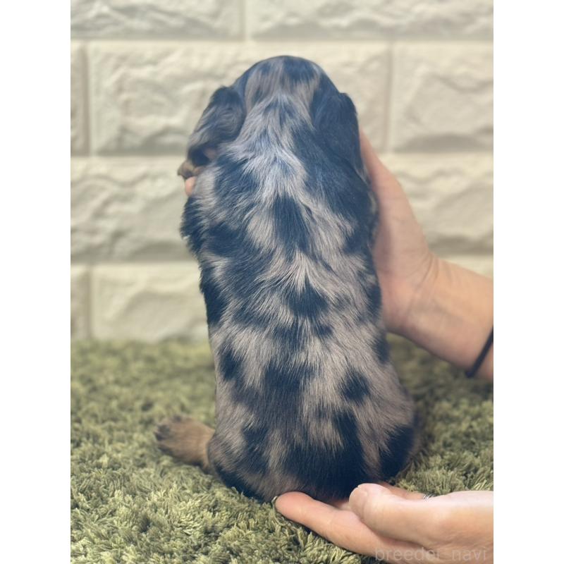 販売中の埼玉県のミニチュアダックスフンド(ロングヘアード)-432024の3枚目