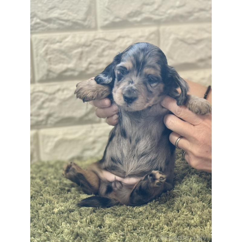 販売中の埼玉県のミニチュアダックスフンド(ロングヘアード)-432024の2枚目