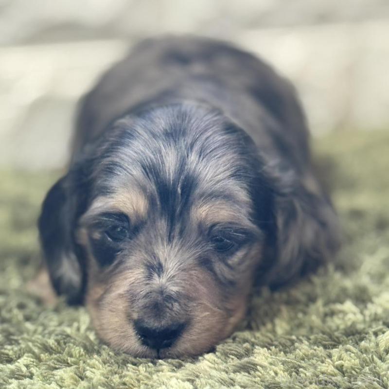 販売中の埼玉県のミニチュアダックスフンド(ロングヘアード)-432024の1枚目