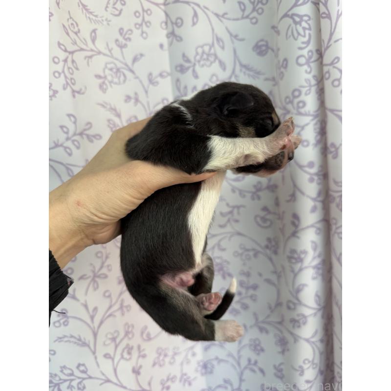 販売中の長野県のボーダーコリー-432027の4枚目