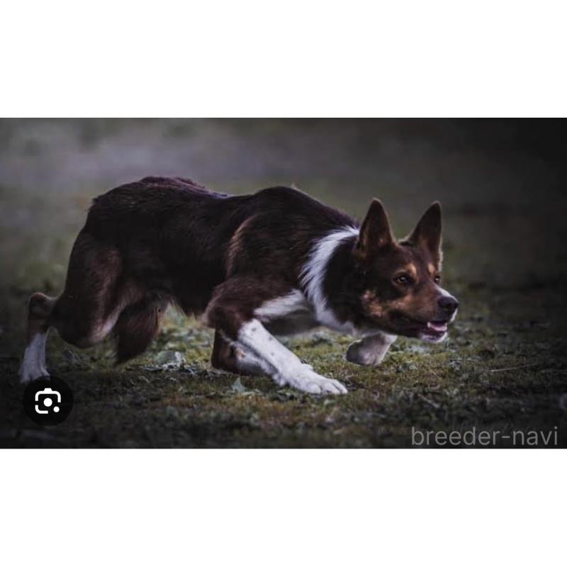 販売中の長野県のボーダーコリー-432027の3枚目