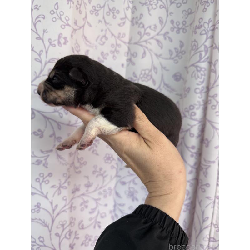 販売中の長野県のボーダーコリー-432027の2枚目