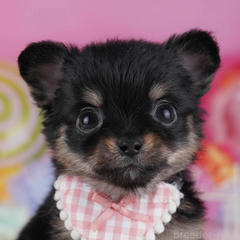 販売中の神奈川県のチワワ(ロングコート)-432026の1枚目