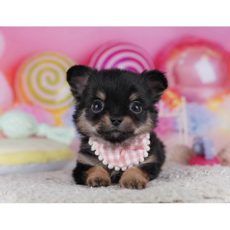 販売中の神奈川県のチワワ(ロングコート)-432026の14枚目