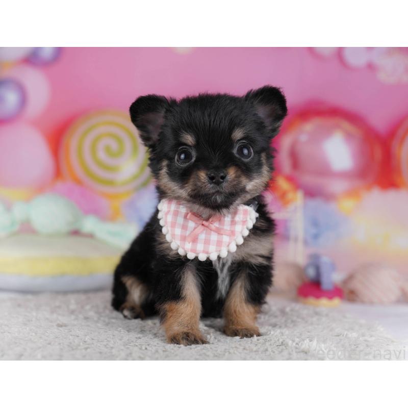 販売中の神奈川県のチワワ(ロングコート)-432026の13枚目