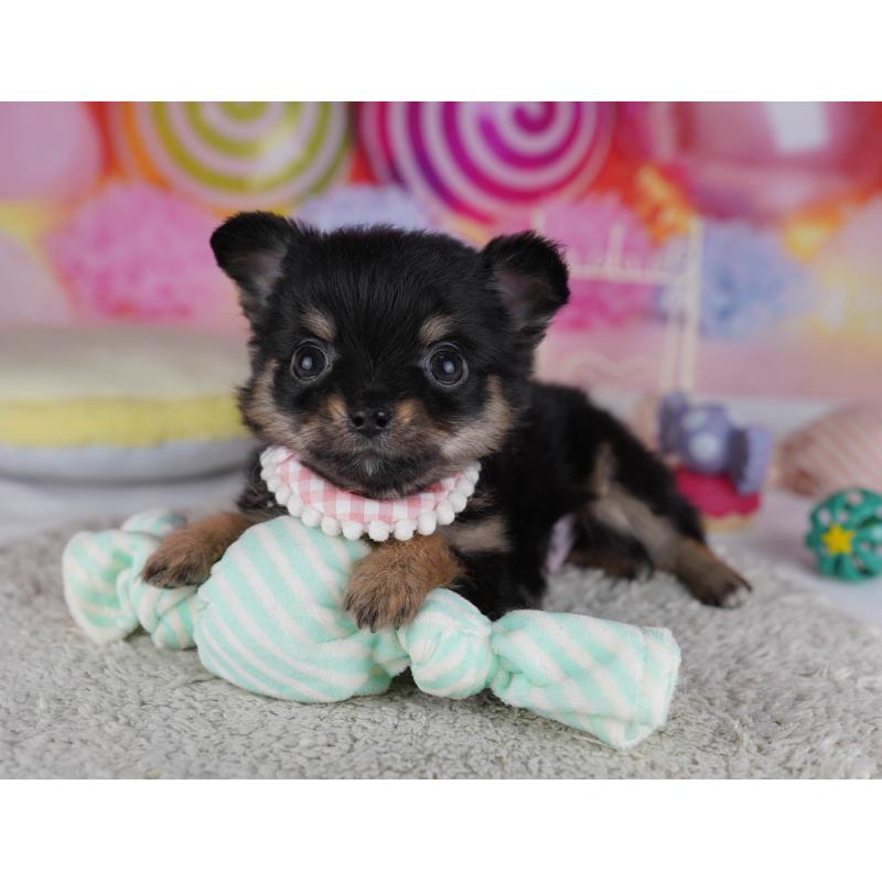 販売中の神奈川県のチワワ(ロングコート)-432026の12枚目