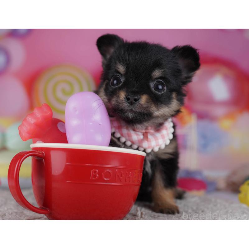 販売中の神奈川県のチワワ(ロングコート)-432026の11枚目