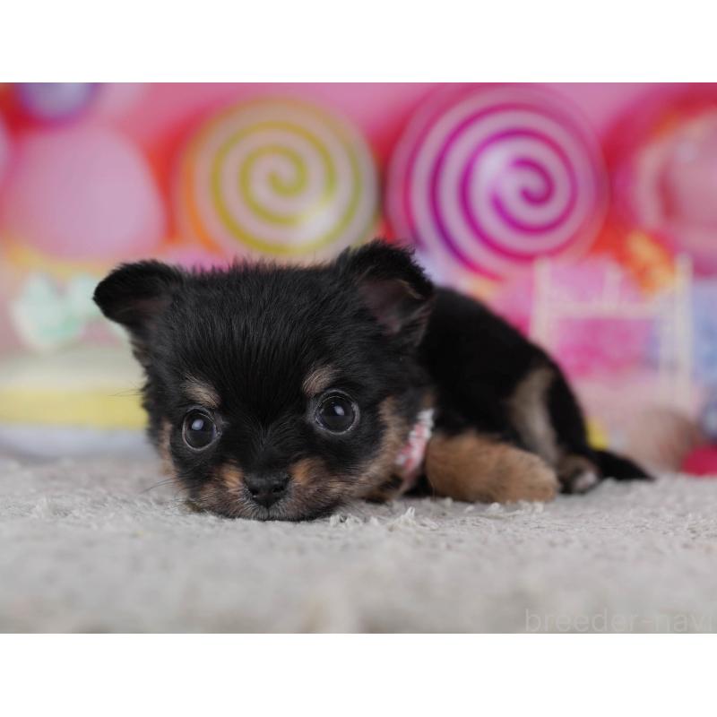 販売中の神奈川県のチワワ(ロングコート)-432026の10枚目