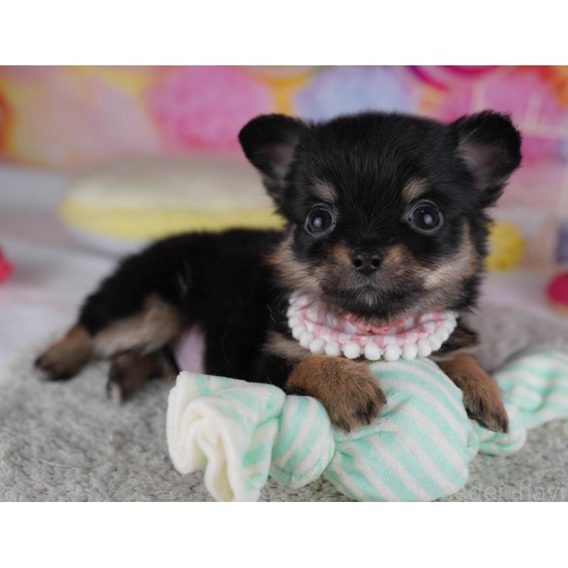 販売中の神奈川県のチワワ(ロングコート)-432026の9枚目