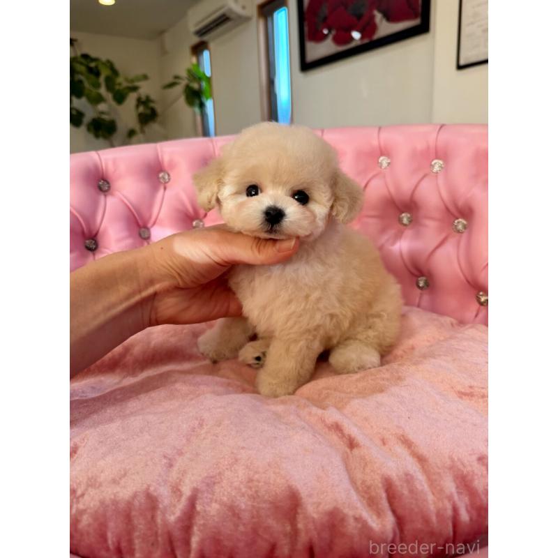 成約済の茨城県のティーカッププードル-432028の8枚目