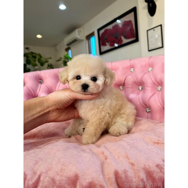 成約済の茨城県のティーカッププードル-432028の7枚目