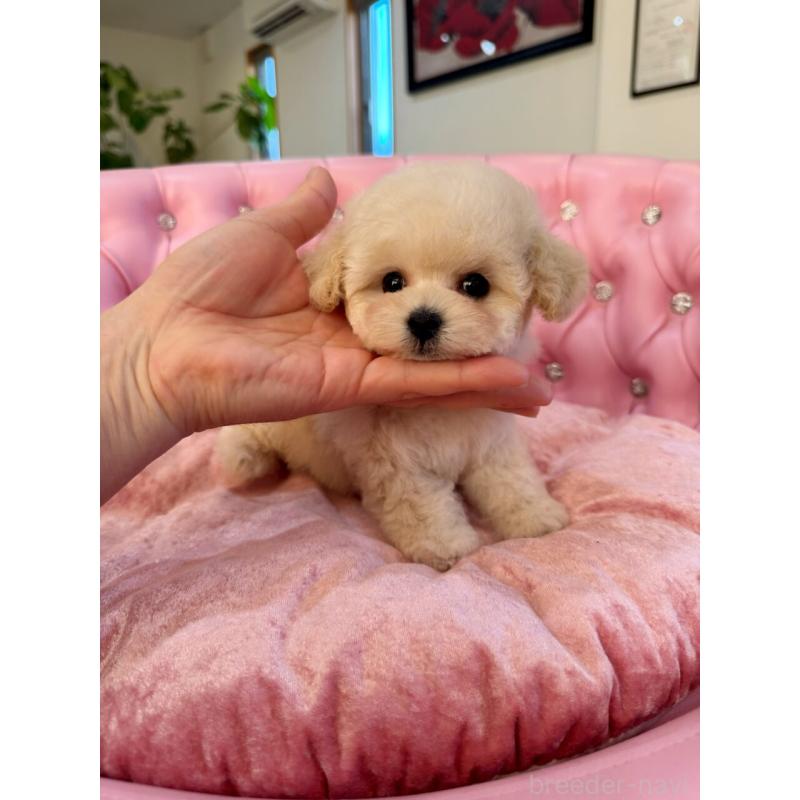 成約済の茨城県のティーカッププードル-432028の6枚目