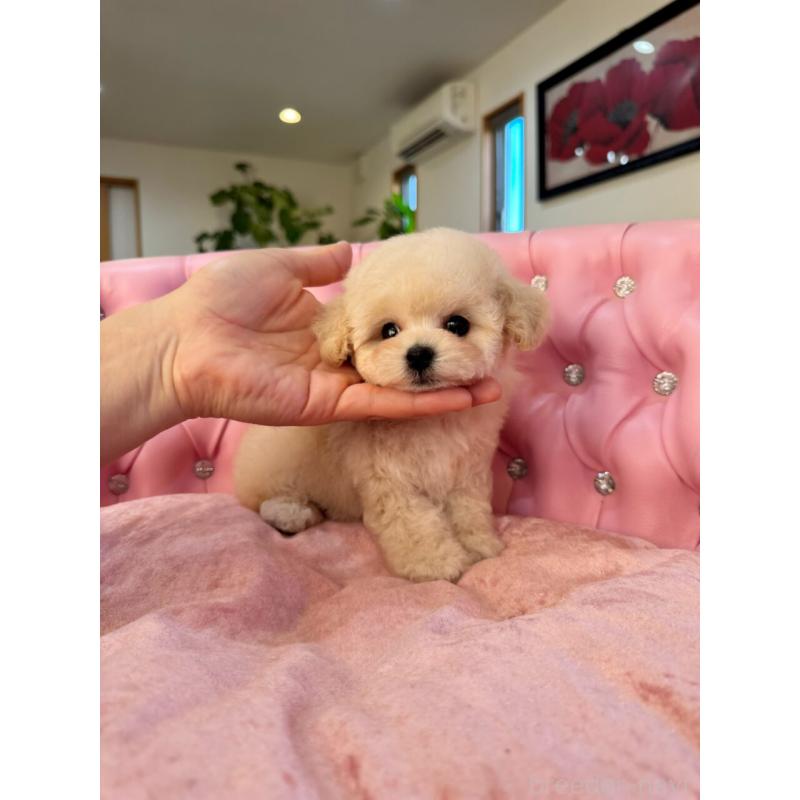 成約済の茨城県のティーカッププードル-432028の5枚目