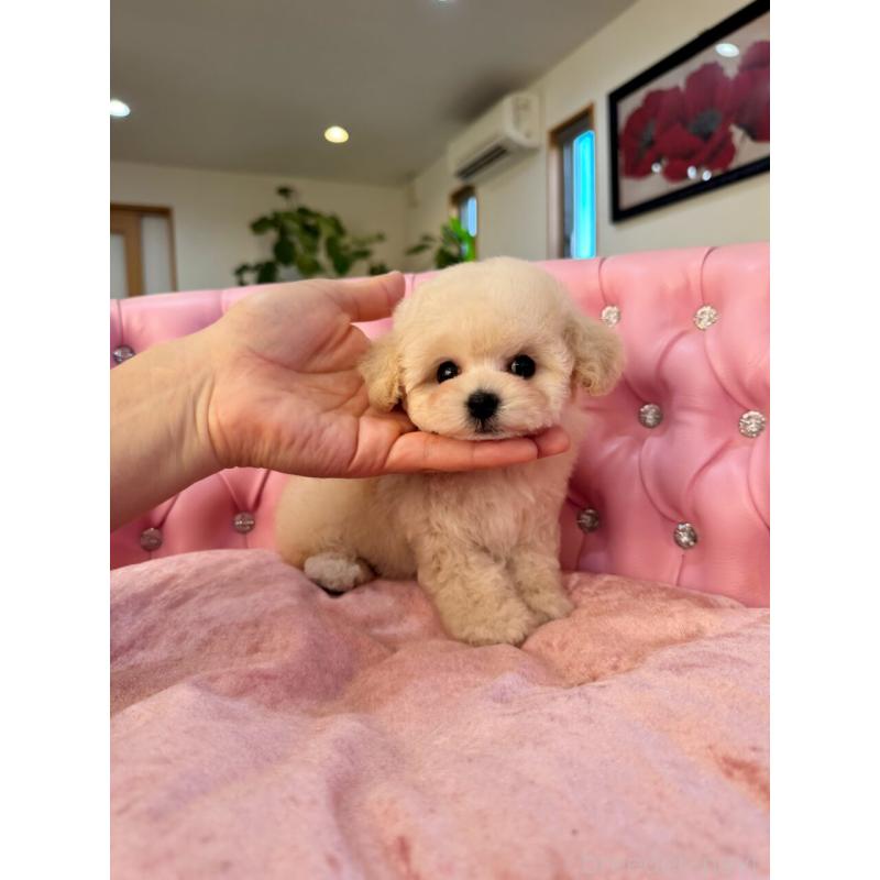 成約済の茨城県のティーカッププードル-432028の4枚目