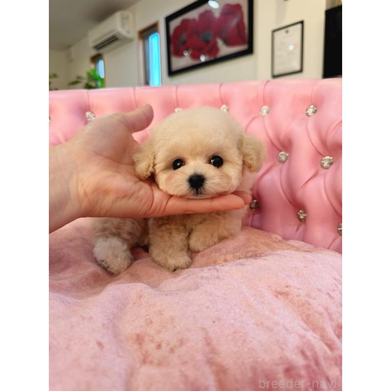 成約済の茨城県のティーカッププードル-432028の3枚目