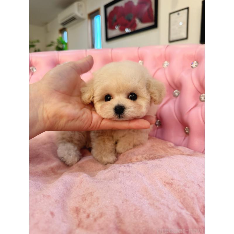 成約済の茨城県のティーカッププードル-432028の1枚目