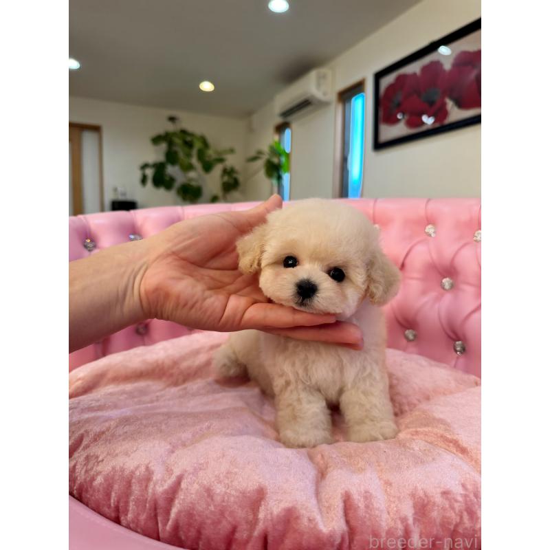 成約済の茨城県のティーカッププードル-432028の2枚目