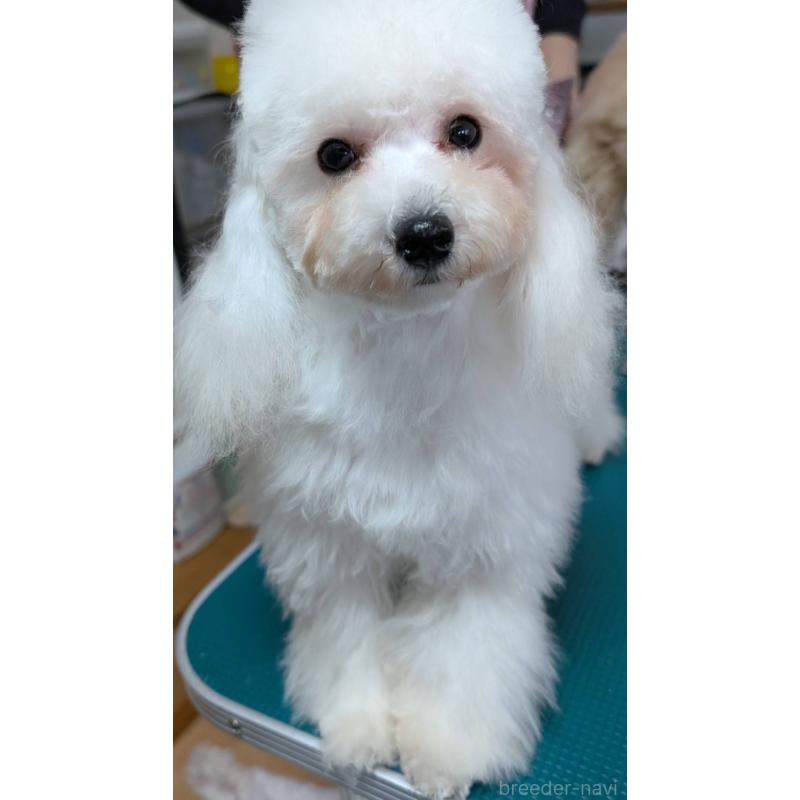 販売中の埼玉県のタイニープードル-432029の5枚目