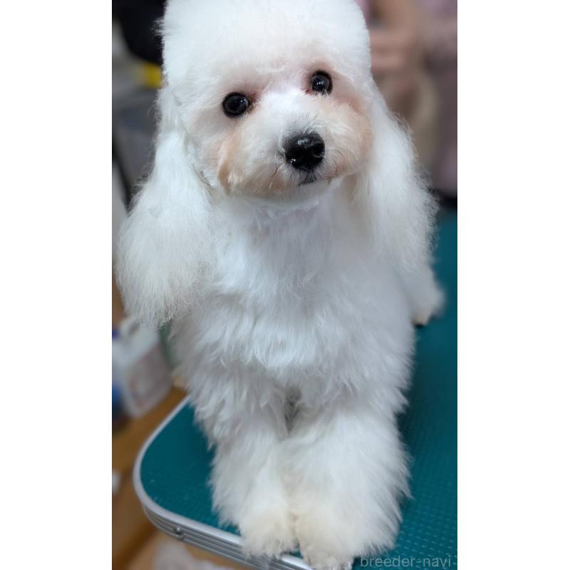 販売中の埼玉県のタイニープードル-432029の4枚目