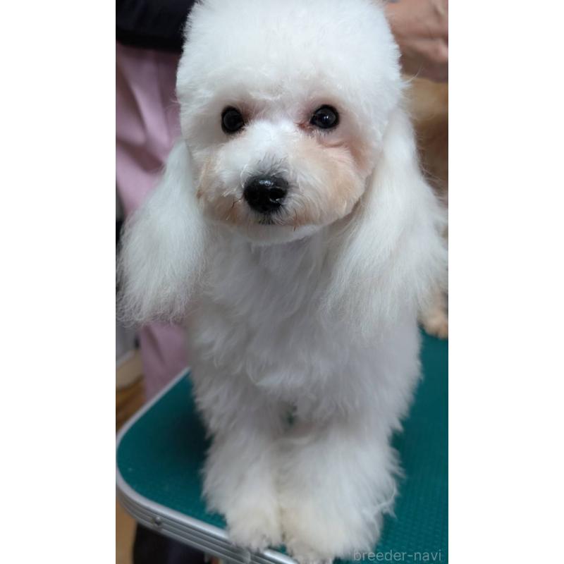 販売中の埼玉県のタイニープードル-432029の2枚目