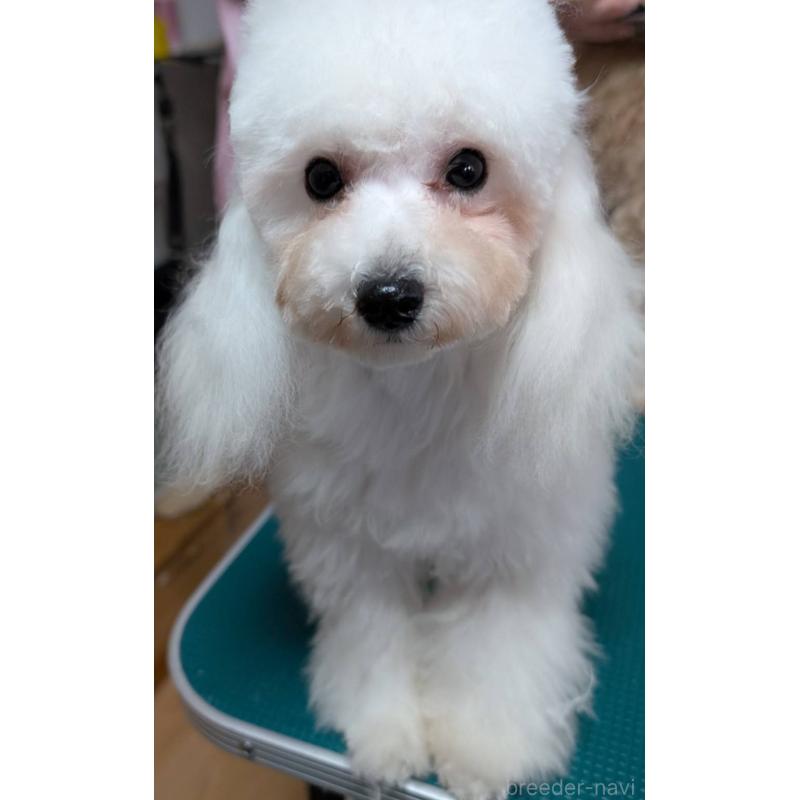 販売中の埼玉県のタイニープードル-432029の3枚目