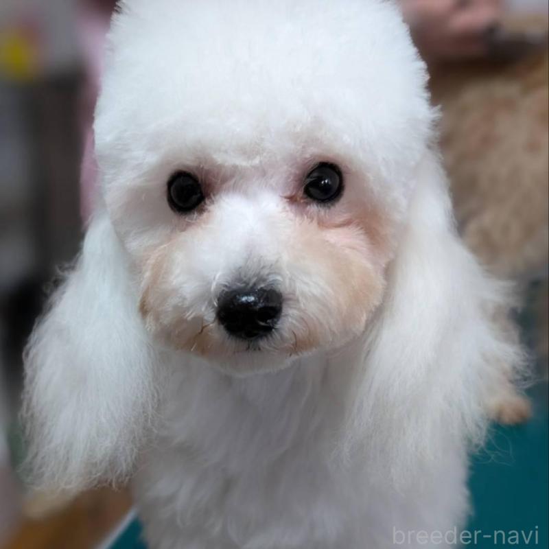 販売中ののタイニープードル-432029