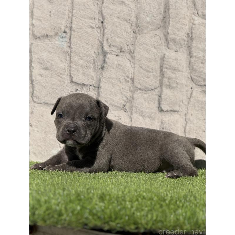 販売中の沖縄県のアメリカンピットブルテリア-432030の5枚目