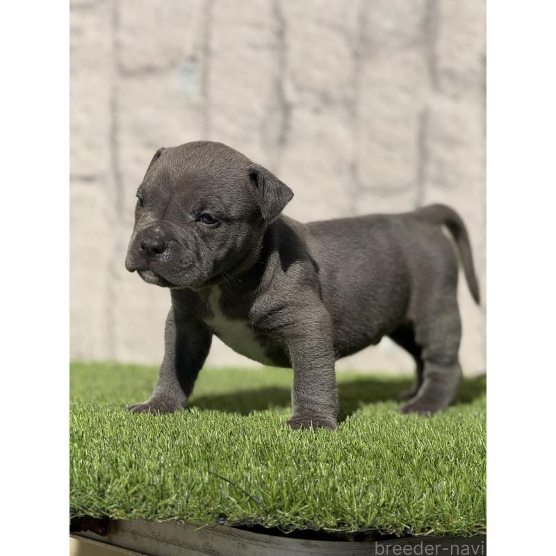 販売中の沖縄県のアメリカンピットブルテリア-432030の4枚目