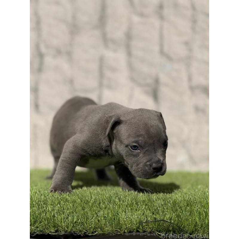 販売中の沖縄県のアメリカンピットブルテリア-432030の3枚目