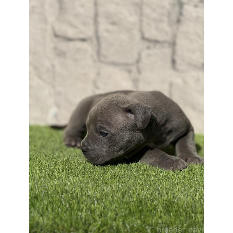 販売中の沖縄県のアメリカンピットブルテリア-432030の2枚目